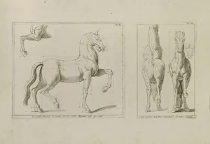 Jean François Poletnich, Study of Horse, Plate 80, Etching, 18th Century