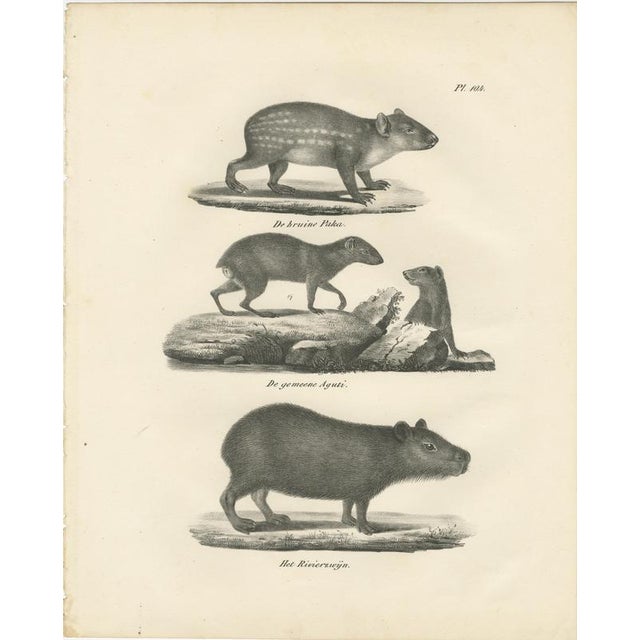 After Schinz, Porcupine, Agouti & Tapir, 1830, Lithographs, Set of 2 For Sale - Image 4 of 9