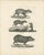 After Schinz, Porcupine, Agouti & Tapir, 1830, Lithographs, Set of 2 For Sale - Image 4 of 9