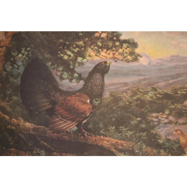 Vintage Grouse School Poster, 1938 For Sale - Image 3 of 10