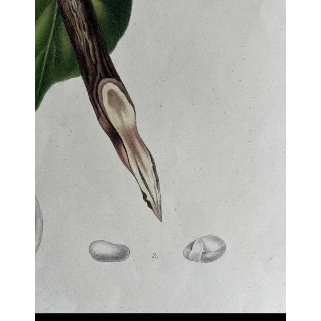 Paper Berthe Hoola van Nooten, Lansium Domesticum Langsat Botanical, 1863, Lithograph For Sale - Image 7 of 10