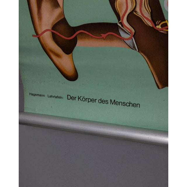 Green Vintage School Poster Hearing and Balance from Lehrmittelverlag Wilhelm Hagemann, 1970s For Sale - Image 8 of 10