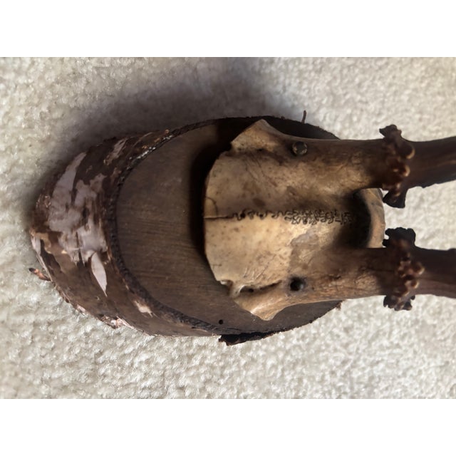 Mounted Roe Buck Antlers, Set of Five For Sale - Image 14 of 16