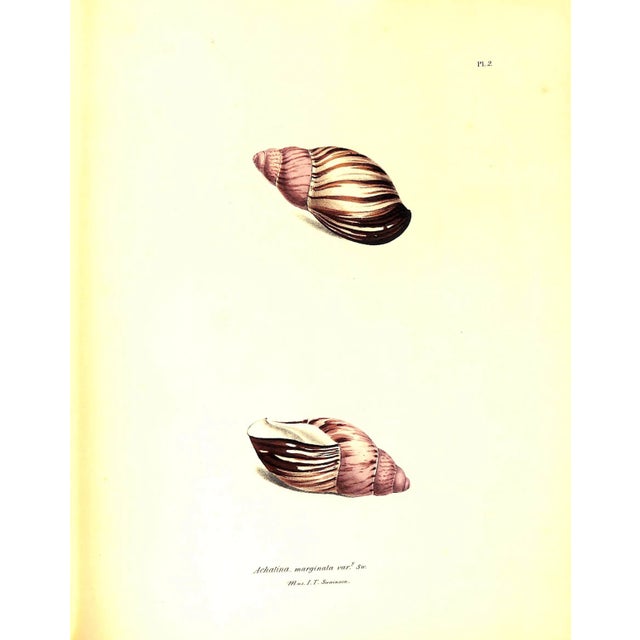 "Exotic Conchology or Drawings and Descriptions of Rare Beautiful or Undescribed Shells" 1968 Swainson, William For Sale - Image 4 of 12