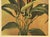 Contemporary 1903 French Antique Botanical Chromolithograph-Anthurium, Matted, Documentation For Sale - Image 3 of 5