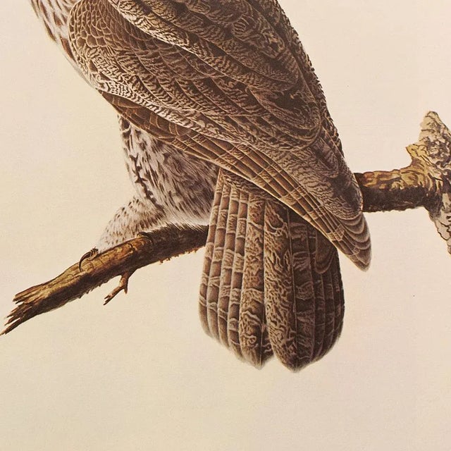 1960s Great Gray Owl by Audubon, 1966 Vintage Cottage Print For Sale - Image 5 of 9