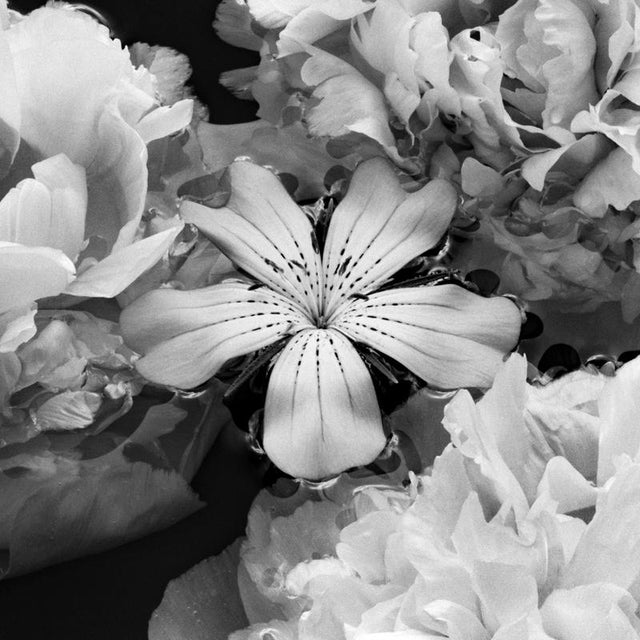Summer Solstice - Blooms, Black and White Photography, Limited Edition of 5 2024 For Sale - Image 4 of 6