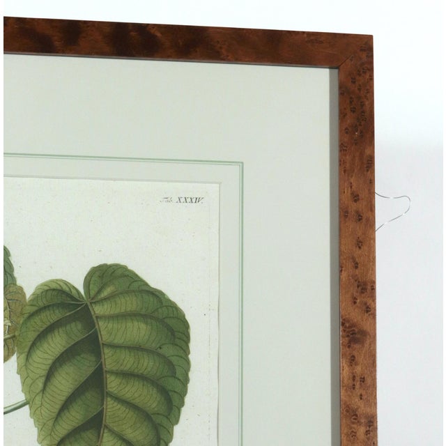 18th-Century Exotic Botanical Prints From Plantae Selectae by Georg Ehret For Sale - Image 9 of 18