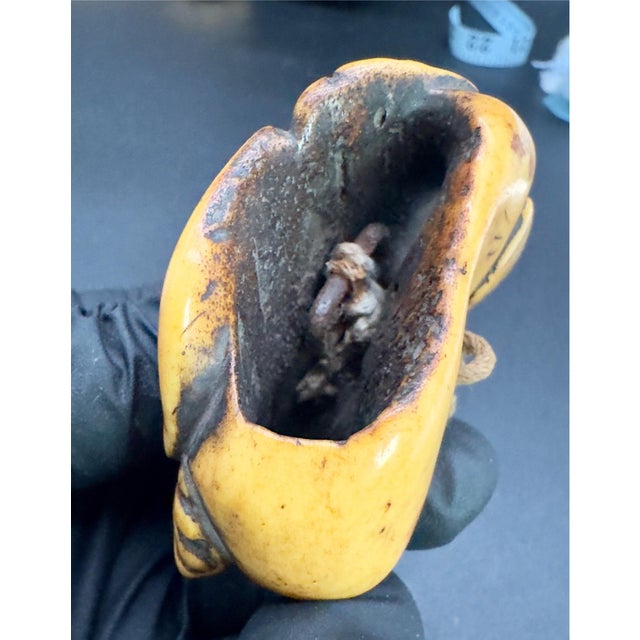 Antique Japanese Bone Netsuke, Sea Life, Edo Period, Belt Toggle For Sale In New York - Image 6 of 8