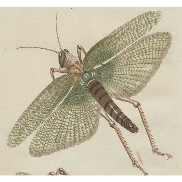 Bertuch, Giant Locust & Grasshopper, 1800, Engraving For Sale - Image 10 of 13