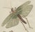 Bertuch, Giant Locust & Grasshopper, 1800, Engraving For Sale - Image 10 of 13