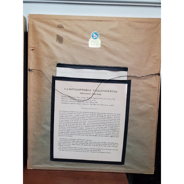 Antique Framed Hummingbird Prints, Porphyry-Tailed Mango, Villavicencio’s Sabre-Wing Original Pl. 47 & 81, j.gould C1855 For Sale - Image 10 of 10