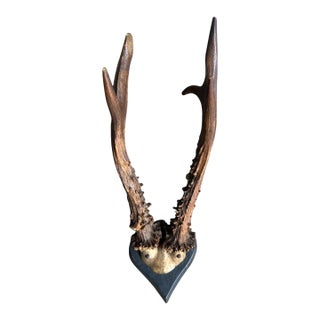 Roe Der Trophy 134 Black Forest Antlers on Heart Shaped Plaque For Sale