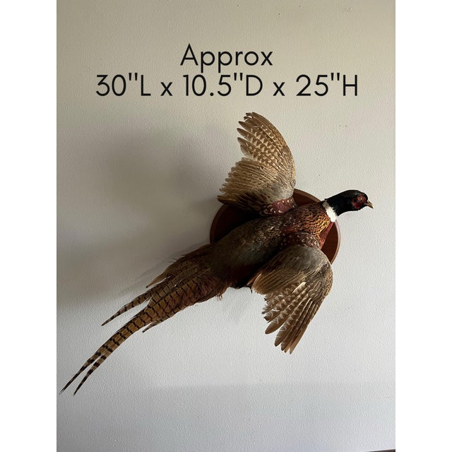 Brown Vintage 1973 Flying Ring-Necked Pheasant Taxidermy Wall Mount With Provenance Plaque For Sale - Image 8 of 9