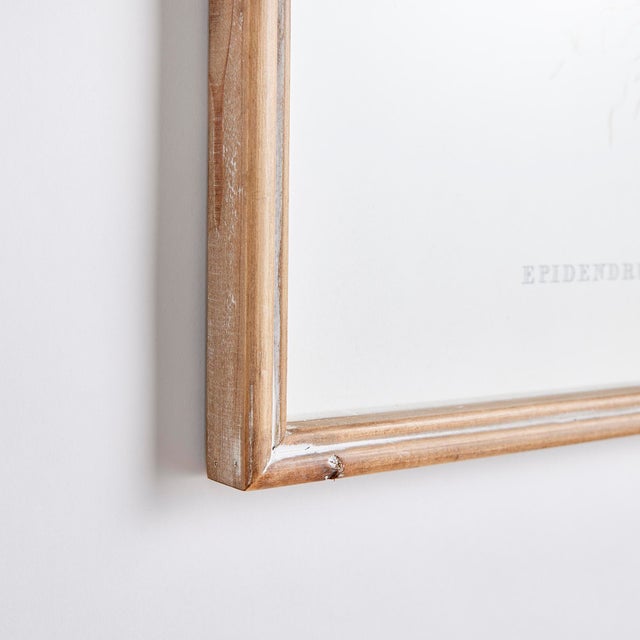 There are endless orchid species, each with their own brilliant characteristics. Those distinctive qualities are...