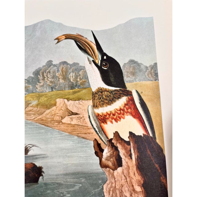 1960s 1964 Audubon Folio Lithograph Great Bird Paintings – “Belted Kingfisher” 17x14 For Sale - Image 5 of 7