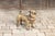 Mid 20th Century Vintage English Standing Pug Composition Sculpture with Glass Eyes and Collar For Sale - Image 5 of 12