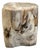 Petrified Stool - Single For Sale