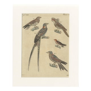 Bertuch, Bird Swallow & Nightjars, 1800, Engraving For Sale