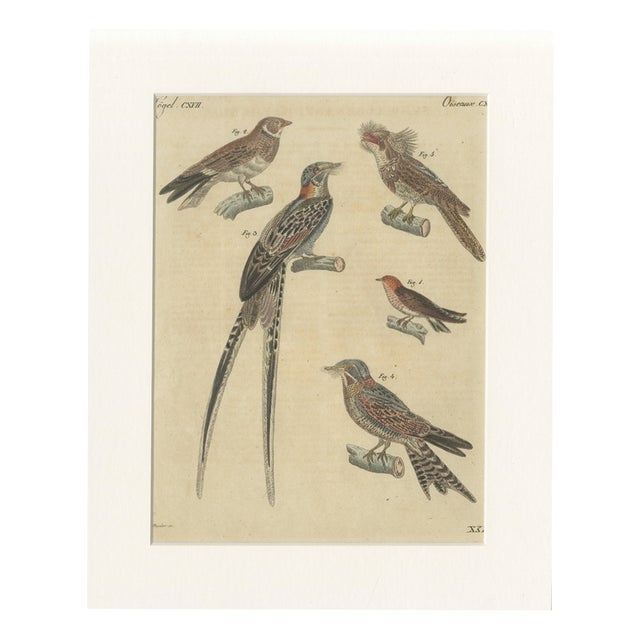 Bertuch, Bird Swallow & Nightjars, 1800, Engraving For Sale