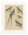 Bertuch, Bird Swallow & Nightjars, 1800, Engraving For Sale