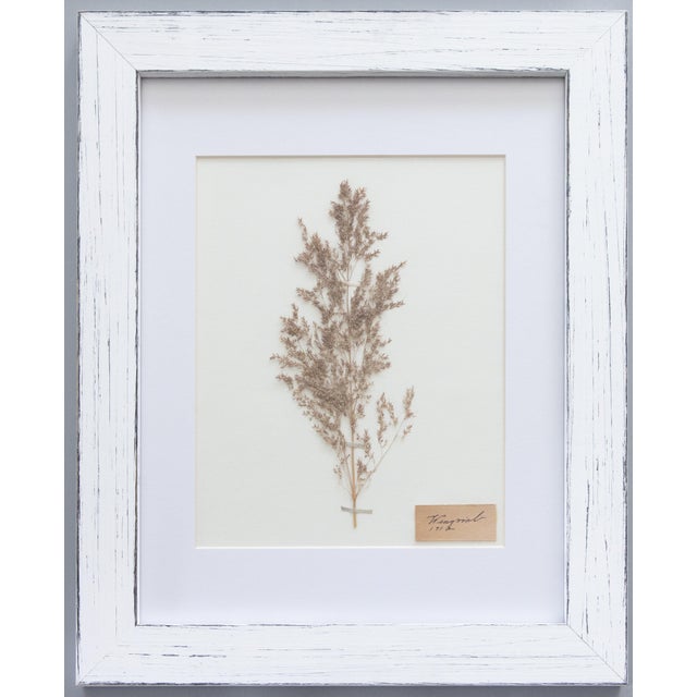 Custom Framed Antique Swedish Botanical Herbariums, 1912 - Set of 4 For Sale - Image 4 of 13