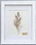 Custom Framed Antique Swedish Botanical Herbariums, 1912 - Set of 4 For Sale - Image 4 of 13