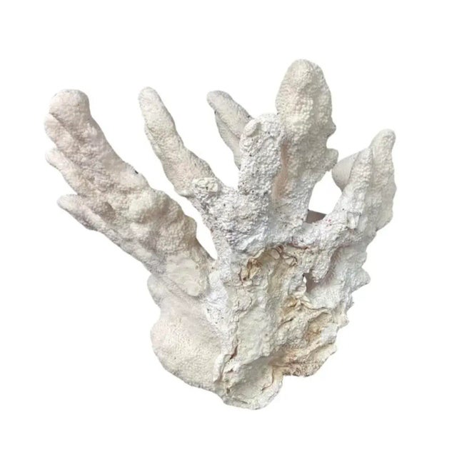 Late 20th Century Large Natural White Coral Reef Specimen #4 For Sale - Image 5 of 9