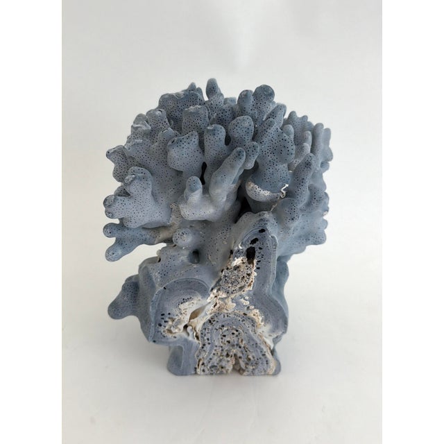 Late 20th Century Natural Blue Coral Specimen Coastal Decor For Sale - Image 5 of 7