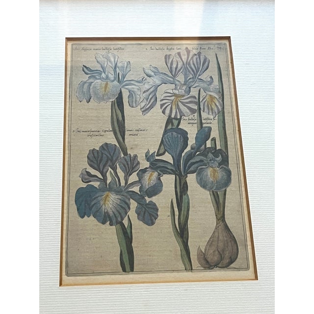 Late 18th Century Antique Dutch Botanical Engravings Reproduction, Framed in Antwerp – Set of 3 For Sale - Image 5 of 11