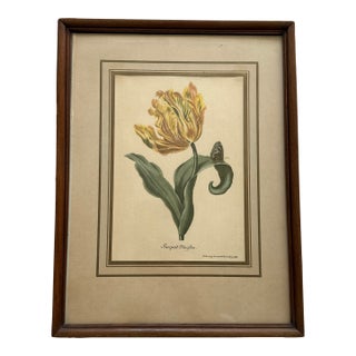 Vintage Yellow Tulip Botanical Print in Dark Wood Frame For Sale