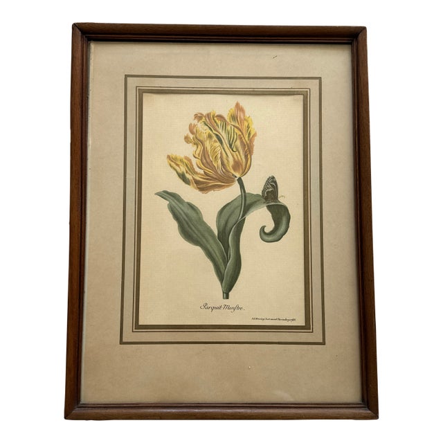 Vintage Yellow Tulip Botanical Print in Dark Wood Frame For Sale