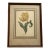 Vintage Yellow Tulip Botanical Print in Dark Wood Frame For Sale