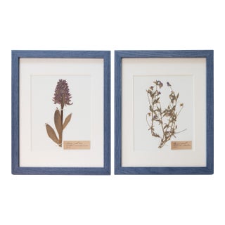 Custom Framed Antique Swedish Botanical Herbariums, Set of 2 For Sale