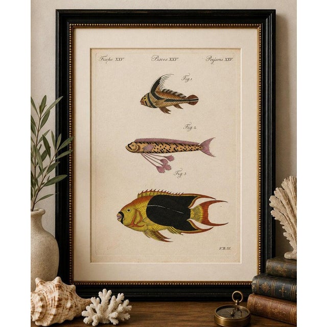 Original antique print of three exotic tropical fish by bertuch, c. 1800 original antique hand-colored copper engraving...