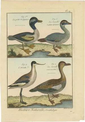 Robert Bernard, Three Ducks and an Avocet, 1792, Copper Engraving on Paper