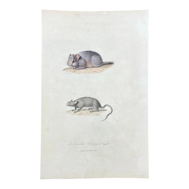 French Antique 18th Century "Le Chinchilla" Chinchilla Engraving Hand Colored Signed Artwork For Sale