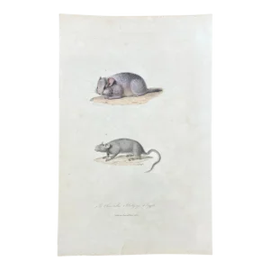 French Antique 18th Century "Le Chinchilla" Chinchilla Engraving Hand Colored Signed Artwork