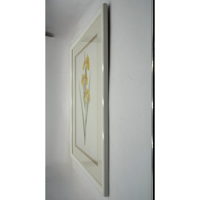 Age: Approx. 100 Years Old Details: Vintage Prints Botanical Artwork of Irises Vibrant Colors Professionally Framed &...