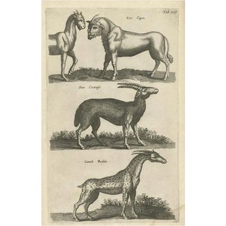 John Johnston, Lea Capra - Fantasy creature, Ovis Cretensis, Camelo Pardalis, 1657, Paper For Sale
