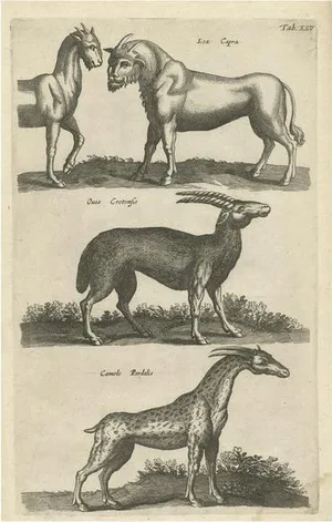 John Johnston, Lea Capra - Fantasy creature, Ovis Cretensis, Camelo Pardalis, 1657, Paper
