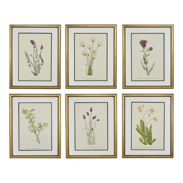 Vintage Botanical Prints -Framed Set of 6-Authentic 1953 Prints For Sale