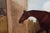 John Nost Sartorius, Equestrian Horse, 19th Century, Oil Painting For Sale - Image 6 of 9