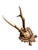 Cabin Roe Deer Trophny 107 Black Forest Antlers For Sale - Image 3 of 5