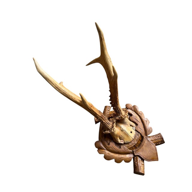 Cabin Roe Deer Trophy 107 Black Forest Antlers For Sale - Image 3 of 5