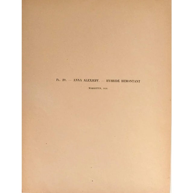 Mid 19th Century 1858 French Antique Botanical Chromolithograph-Pink Roses, Matted, Documentation For Sale - Image 5 of 5