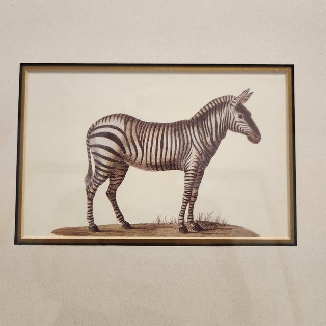 Elegant vintage style framed art print depicting a detailed profile of a zebra, styled after classic natural history...