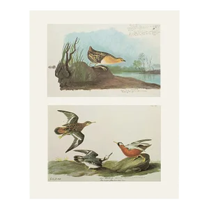 1966 Vintage Cottage Print "Yellow Rail and Red Phalarope" After John James Audubon