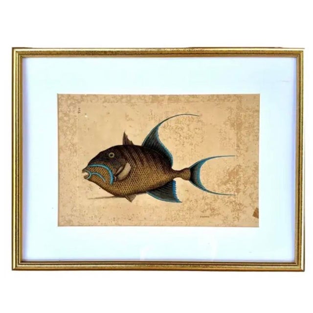 English 18th Century Framed Engravings by Mark Catesby, Set of Four Fish For Sale - Image 3 of 11