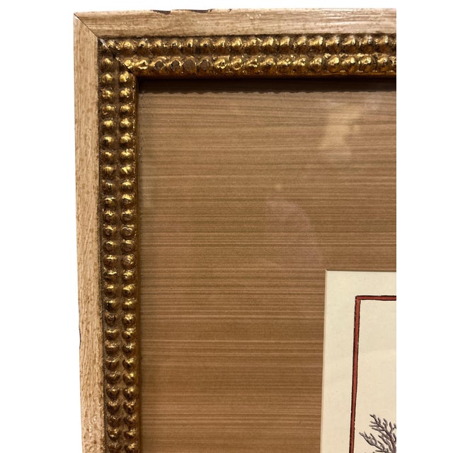 Wonderfully framed colored engraving. A coral like tree on a lush green island in the blue water. The frame makes it very...